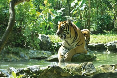 Cebu Safari Adventure: Explore Wildlife at Cebu Safari and Adventure Park