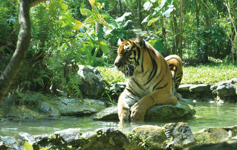Cebu Safari and Adventure Park Full-Day Tour in Carmen