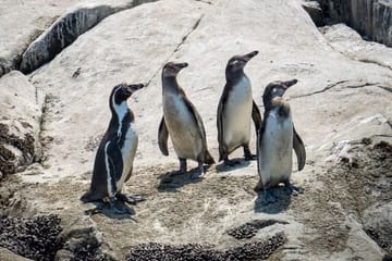 Swim with Sea Lions at Islas Palomino near Lima