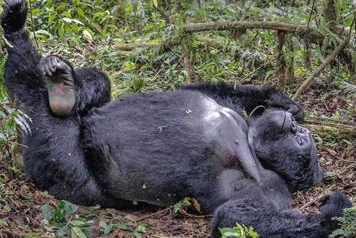 3 days Bwindi Gorilla Tour in Kampala
