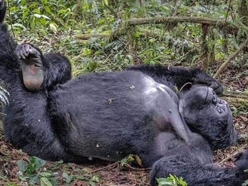 3-Day Gorilla Trekking Tour from Kampala to Bwindi