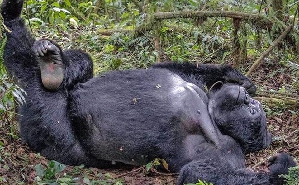 3-Day Gorilla Trekking Tour from Kampala to Bwindi