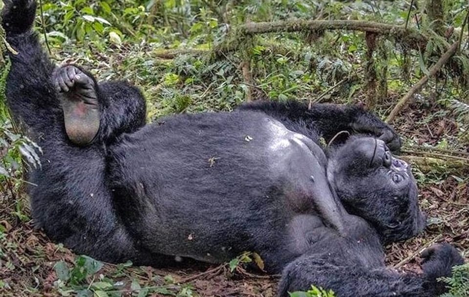 3-Day Gorilla Trekking Tour from Kampala to Bwindi