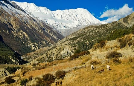 Adventurous Annapurna Tilicho Pass Trekking – 17 Days