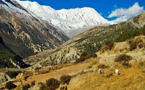 Annapurna Tilicho Pass Trek: 17-Day Hiking Adventure