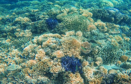 Komodo Island Hopping Day Tour from Labuan Bajo