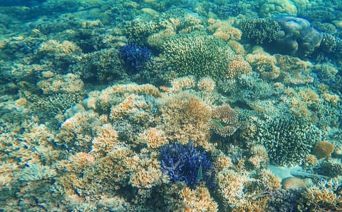 Komodo Island Hopping Day Tour from Labuan Bajo