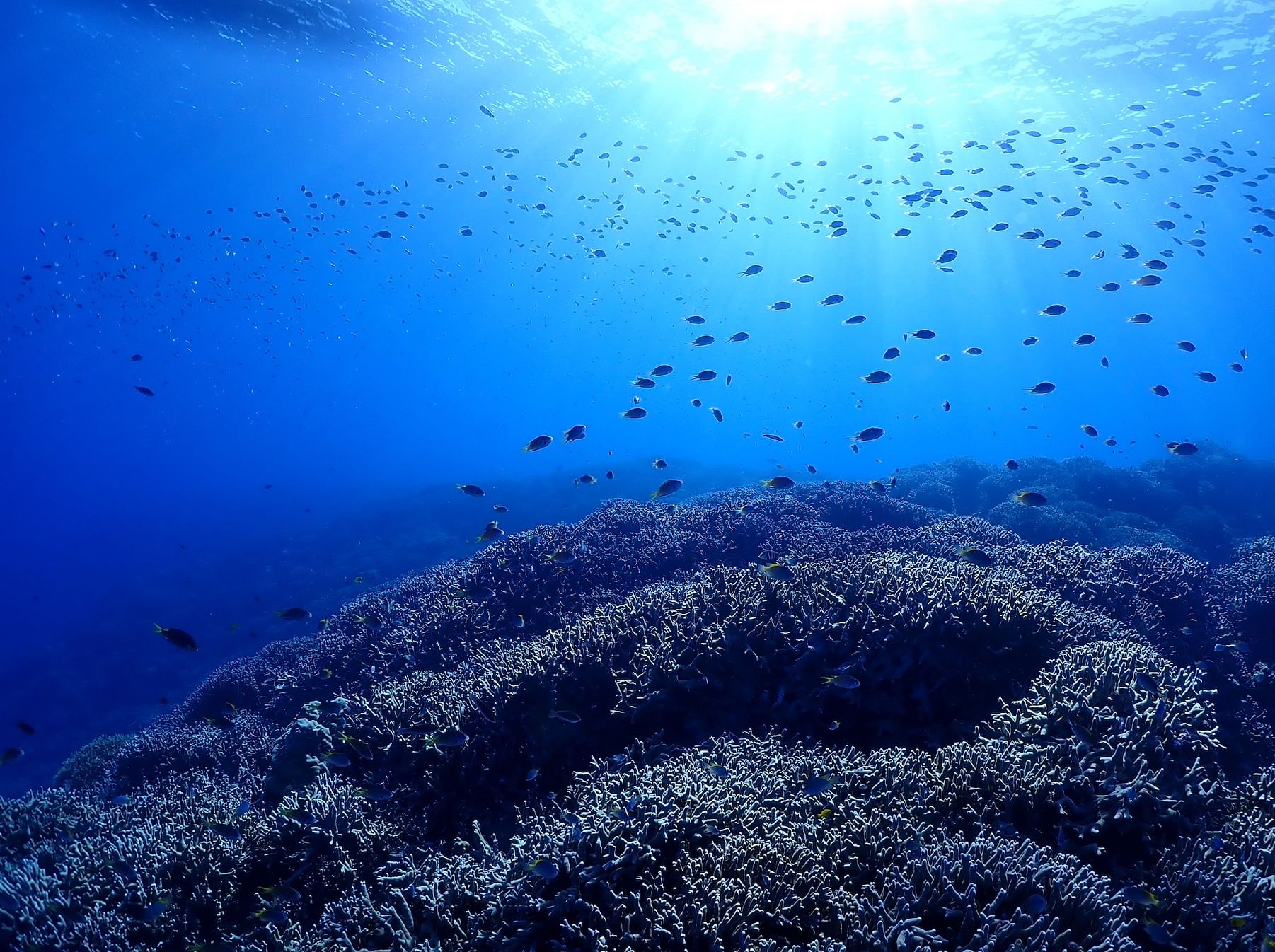 Boat Fundive 2Dives at Minna Isl or Sesoko , Okinawa