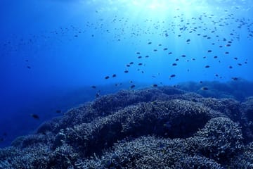 Okinawa Boat Diving Tour at Minna, Sesoko, or Motobu