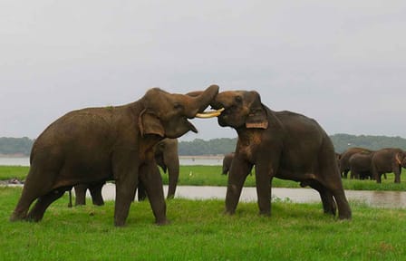 Sigiriya with Minneriya or Kaudulla Tour