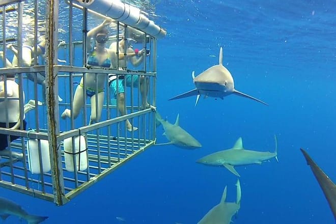 clients enjoying sharks circling their cage