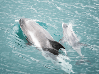 Húsavík: Small-Family Run, Responsible Whale Watching, photo 30