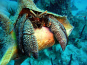 ScubaDoo - Explore the ocean in Punta Cana 3