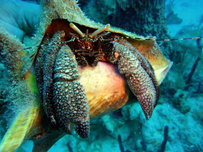 ScubaDoo - Explore the ocean in Punta Cana photo 3