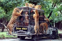 BANGKOK: Join Tour: Full Day Tour Safari World - Marine Park - Buffet Lunch with Private Transfer 4