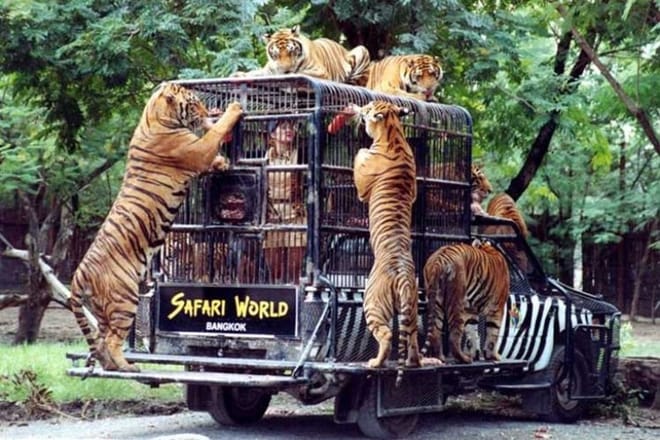 BANGKOK: Join Tour: Full Day Tour Safari World - Marine Park - Buffet Lunch with Private Transfer 4