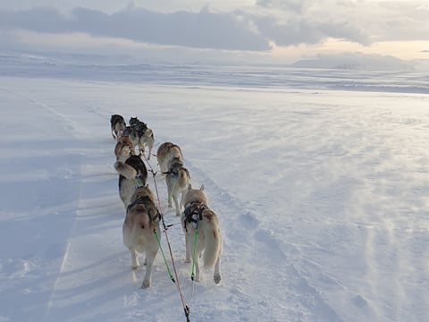 Siberian Husky Dog Sledding, photo 12