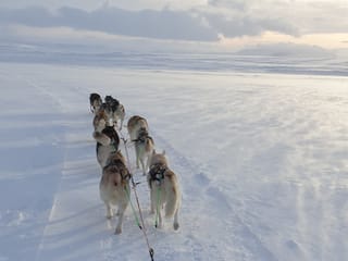 Siberian Husky Dog Sledding, photo 12