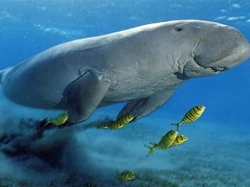 Snorkeling Adventure at Marsa Mubarak in Marsa Alam