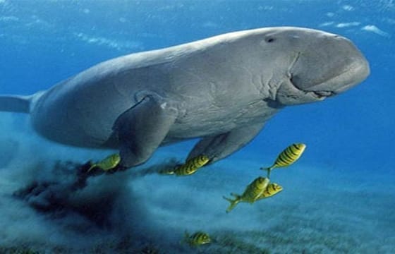 Marsa Mubarak Snorkeling Trip