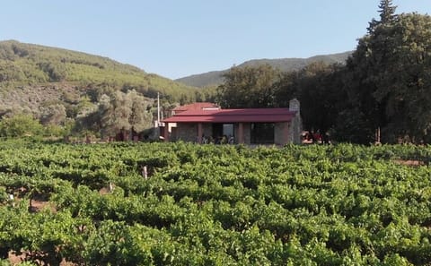 Culinary Tour and Wine Tasting in Etrim Village, Bodrum