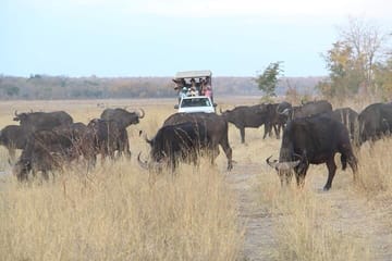 Full Day Safari in Hwange National Park from Victoria Falls