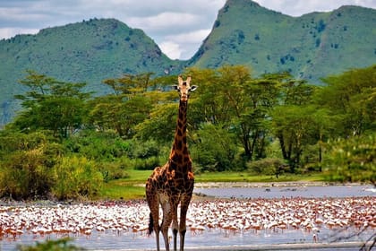 2 Days Lake Nakuru National Park Safari Tour