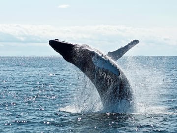 Whale Watching Tour from Galle to Mirissa, Sri Lanka