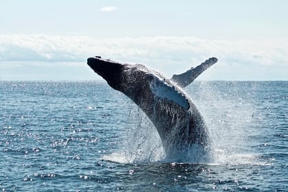 Mirissa Whale Watching Tour From Galle