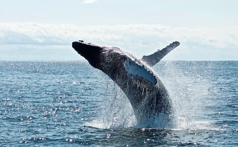 Whale Watching Tour from Galle to Mirissa, Sri Lanka