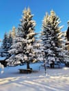 Private Snowshoeing Vitosha for 1 day 2