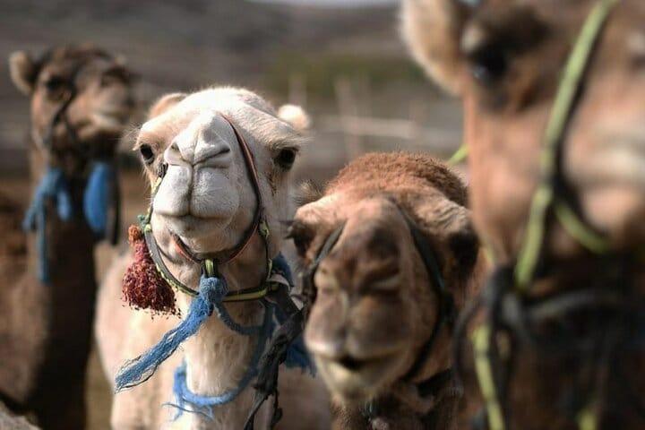 Agafay Quad and Sunset Camel Tour with Dinner Show from Marrakech