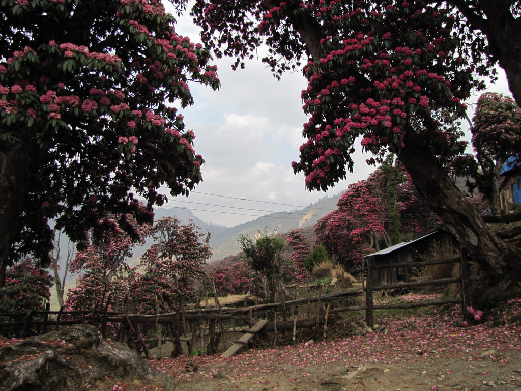 19 Days Mera Peak Climbing & Expedition – One Life-Changing Himalayan Adventure