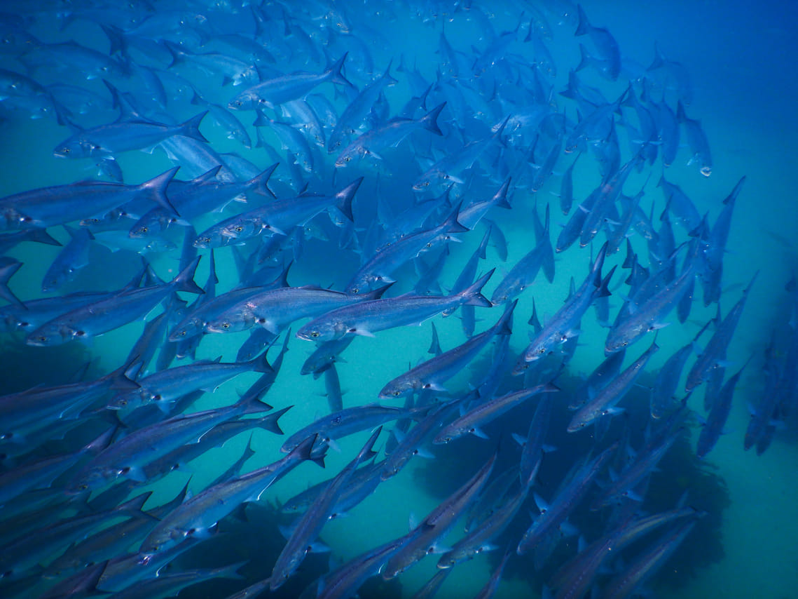 Snorkeling Tour: Discover Sydney’s impressive sea life 7