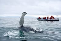 Reykjavík Premium Whale Watching 1
