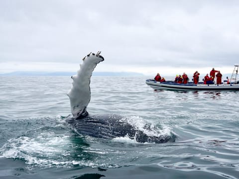 Reykjavík Premium Whale Watching, photo 2