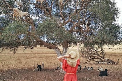 From Marrakesh: Full Private Day Tour To Essaouira Mogador