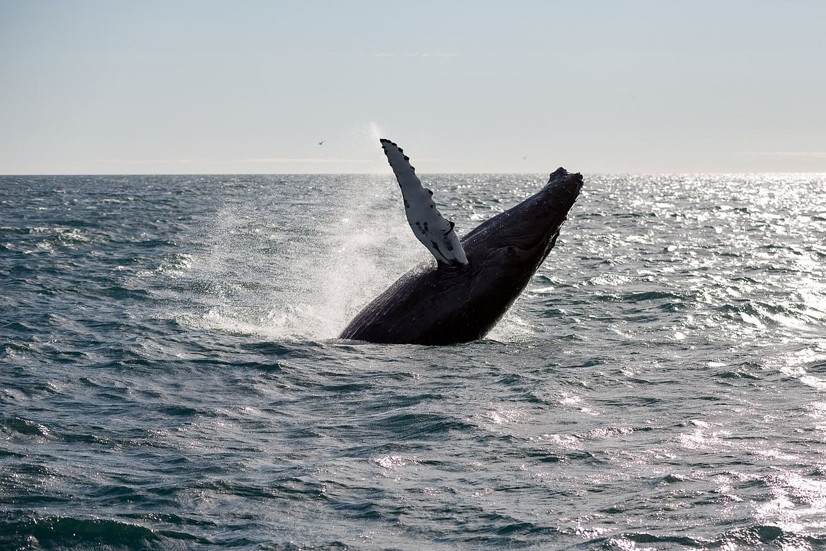 Whale Watching & Lava Show Reykjavik: Nature's Breathtaking Spectacle