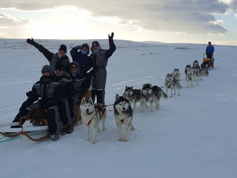 Groups dogsledding together