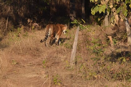 Tiger, Temple & Ancient Caves