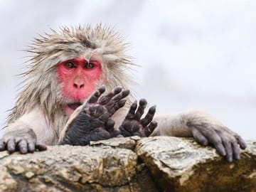 From Tokyo: Nagano Snow Monkey Park Private Tour