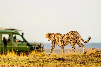 Amboseli National Park Guided Day Tour