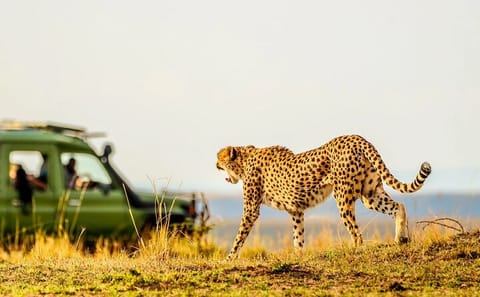 Guided Day Tour of Amboseli National Park from Nairobi