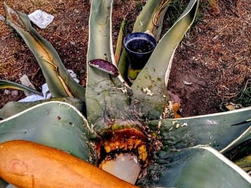 Teotihuacan & Authentic Mexico: Pyramids, Pulque & Family Feast