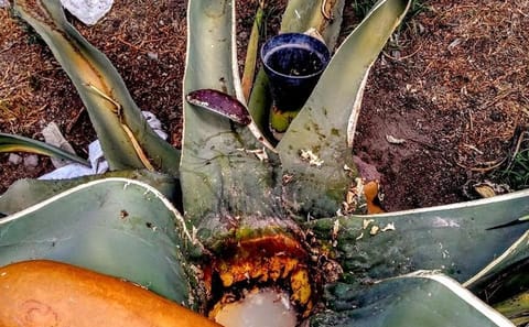 Teotihuacan & Authentic Mexico: Pyramids, Pulque & Family Feast