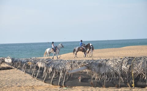 Half-Day Horseback Riding Tour in Kalpitiya, Sri Lanka
