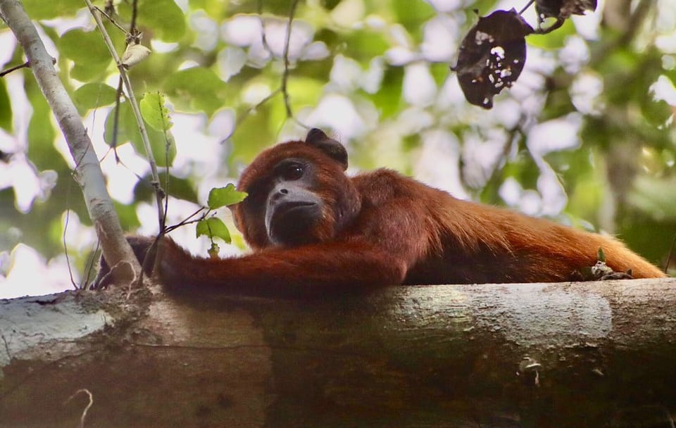 Explore the Peruvian Amazon: 4-Day Macaw Watching Tour