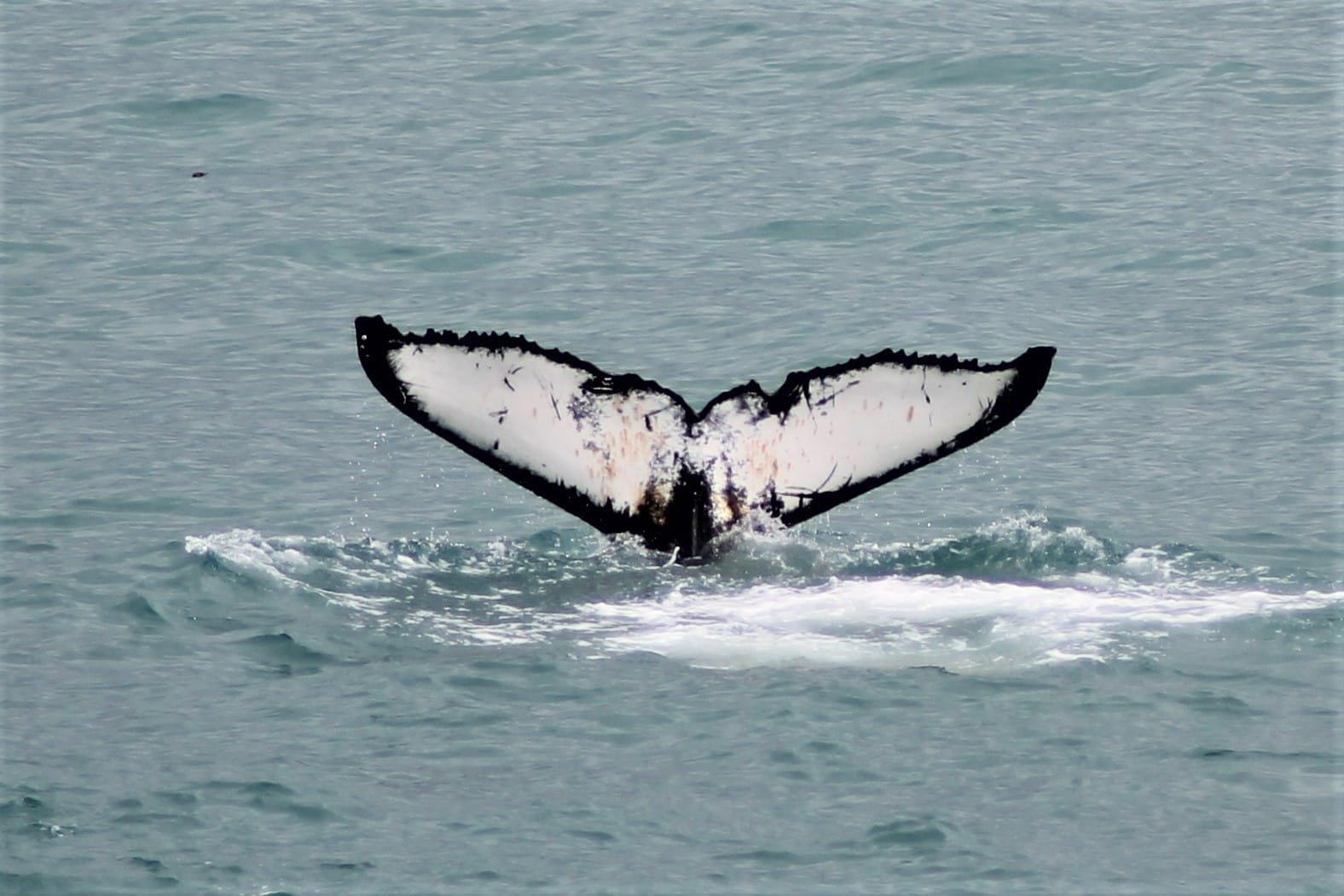 Whale tail rising above the ocean during a whale watching tour in Iceland