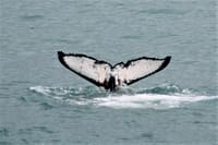 Whale tail rising above the ocean during a whale watching tour in Iceland