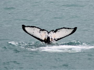 Whale tail above the waters of Reykjavík